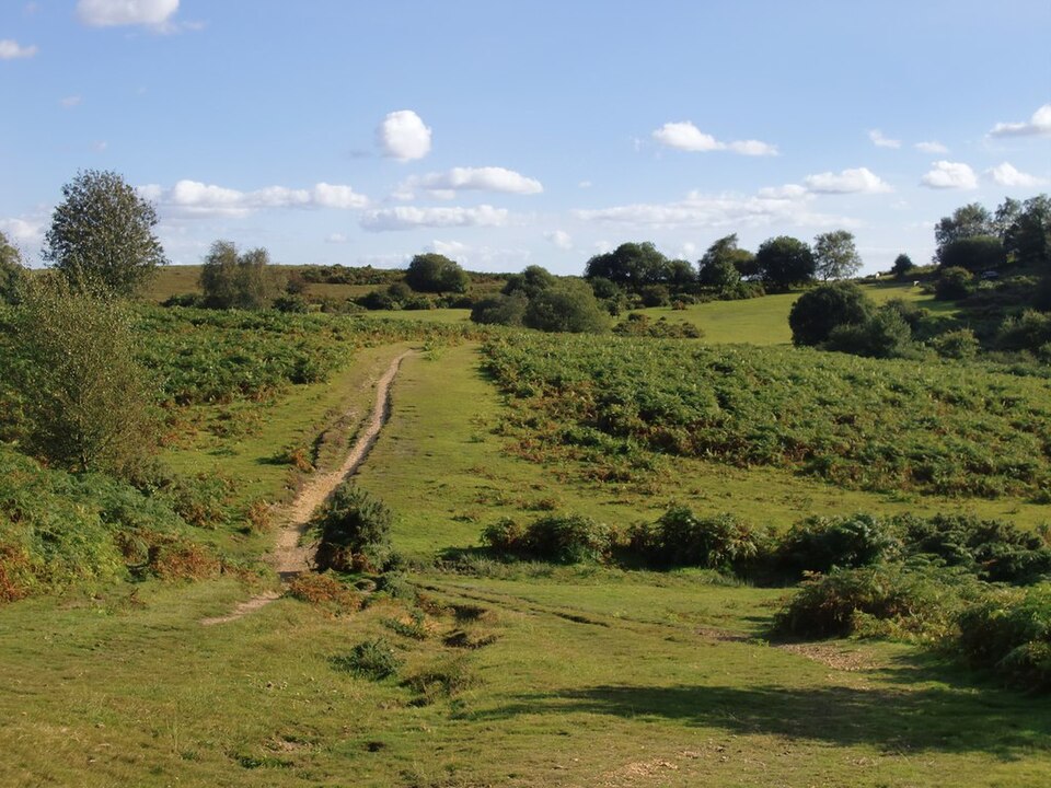 New Forest National Park ancient woodland with free-roaming ponies, Hampshire